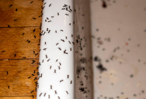 Best Exterminator Services  in West, TX