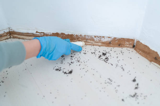 Best Local Pest Control Services  in West, TX